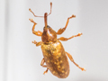 Dorytomus tortrix